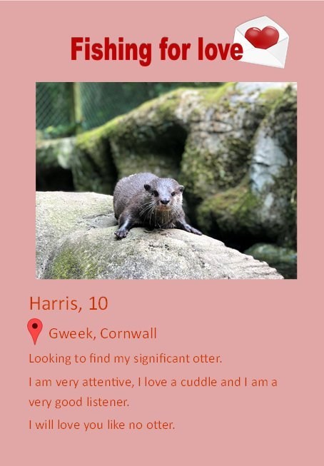 カワウソ 出会い系 イギリス