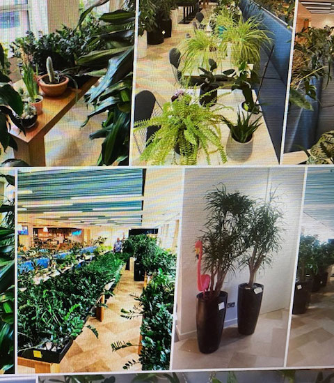 観葉植物 イギリス