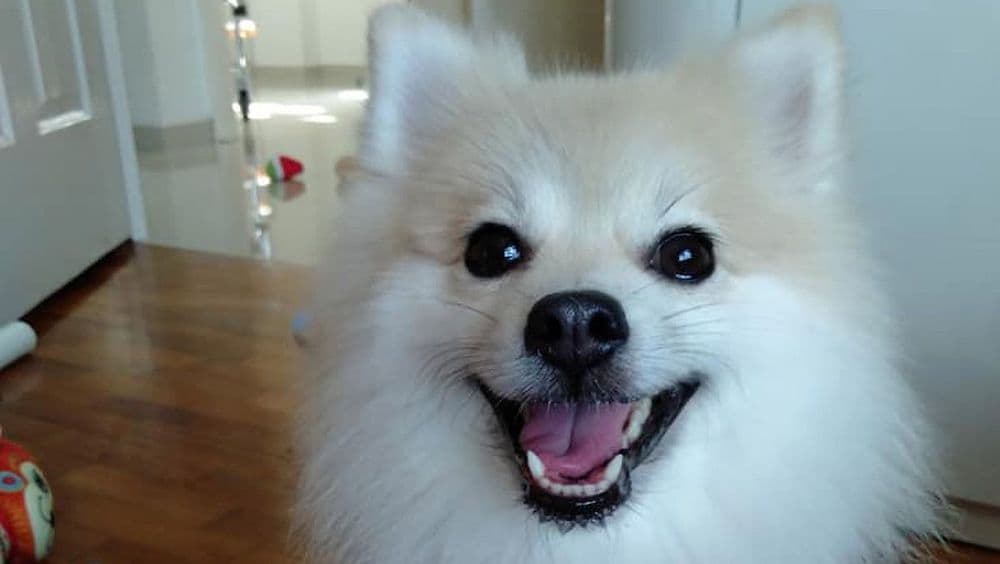 シンガポール 犬 トリミングに関連した画像-01
