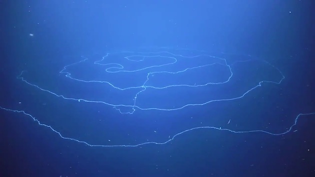 アポレミア（Siphonophore Apolemia）に関連した画像-01