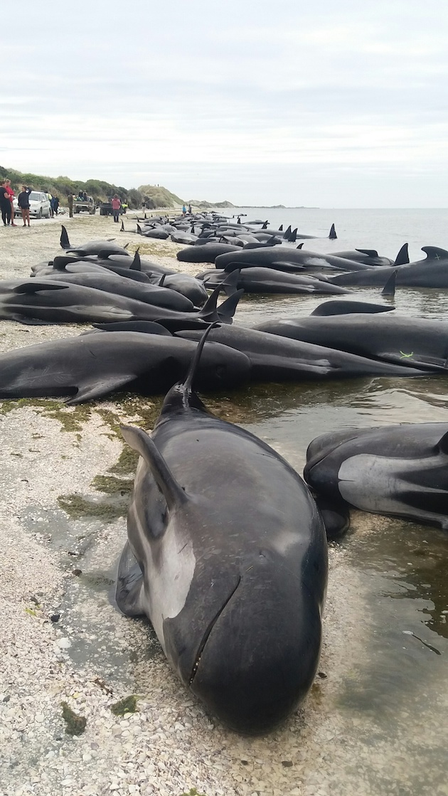 ニュージーランドでクジラ416頭が集団座礁に関連した画像-04