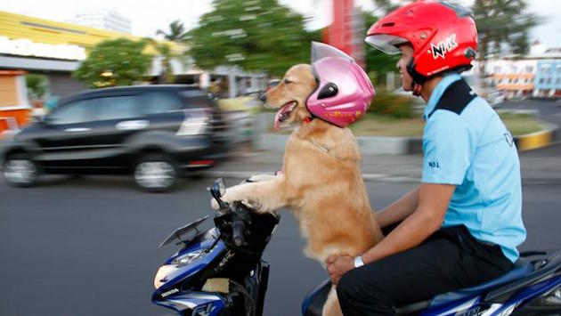 インドネシアで「バイクを運転する犬」に関連した画像-01
