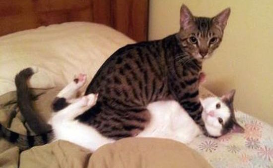 「え?なんで急に帰ってきたの!」と言いたげな猫の画像に関連した画像-01