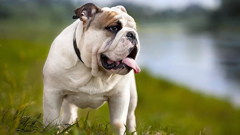犬 ノルウェー ブルドッグ キャバリア 繁殖 ブリーディング
