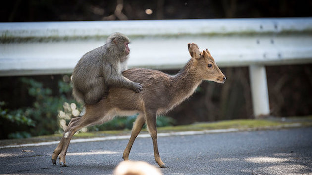 サルとシカの性行為に関連した画像-01