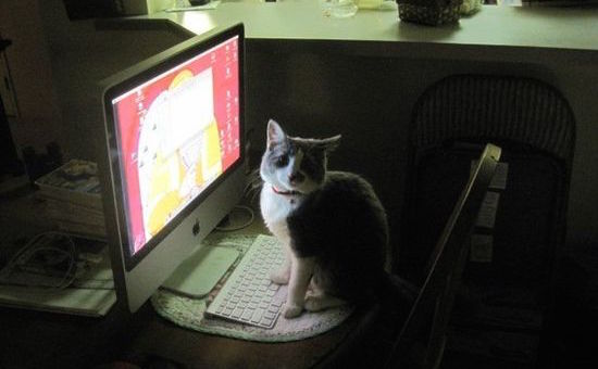 「え?なんで急に帰ってきたの!」と言いたげな猫の画像に関連した画像-04