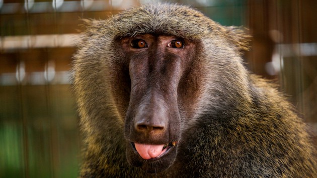 ヒヒ　動物園　武装