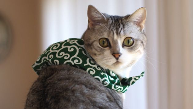 洗濯物 猫 泥棒に関連した画像-01