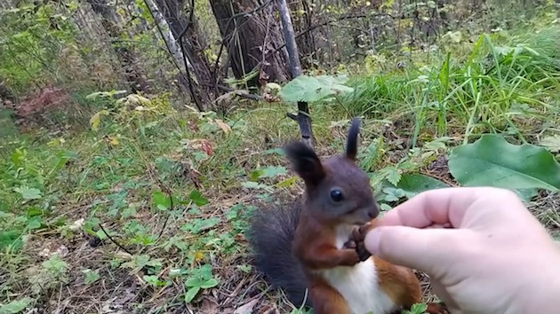 リス エサ フリーズ