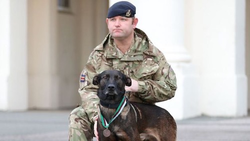 英国軍　アルカイダ　ヴィクトリア十字章　軍用犬　ディッキンメダル