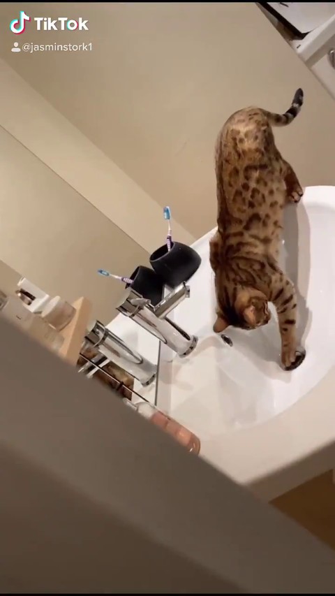 イギリス ネコ イタズラ