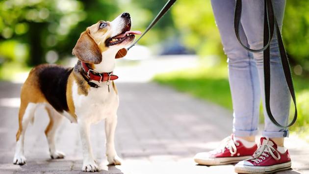 ドイツ　犬　法案に関連した画像-01