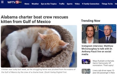 メキシコ 子猫 ボートに関連した画像-02