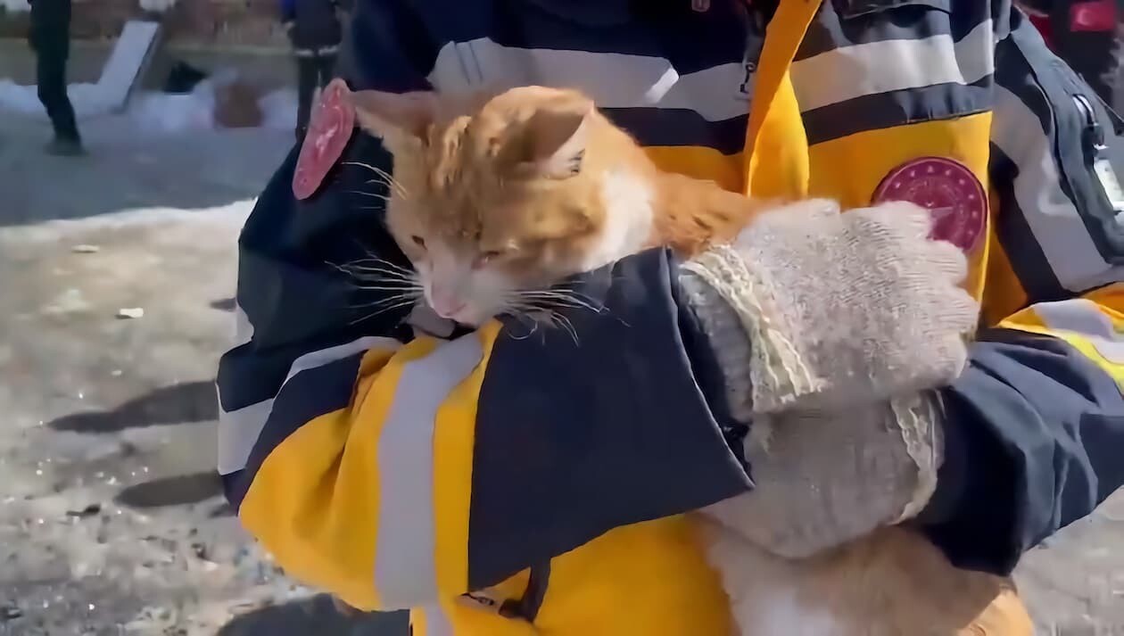トルコ 地震 ネコ 猫