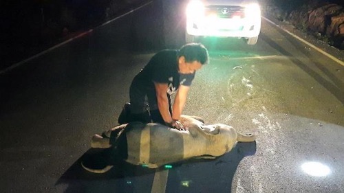 タイ ゾウ 象 心臓マッサージ 心肺蘇生法 CPR バイク事故