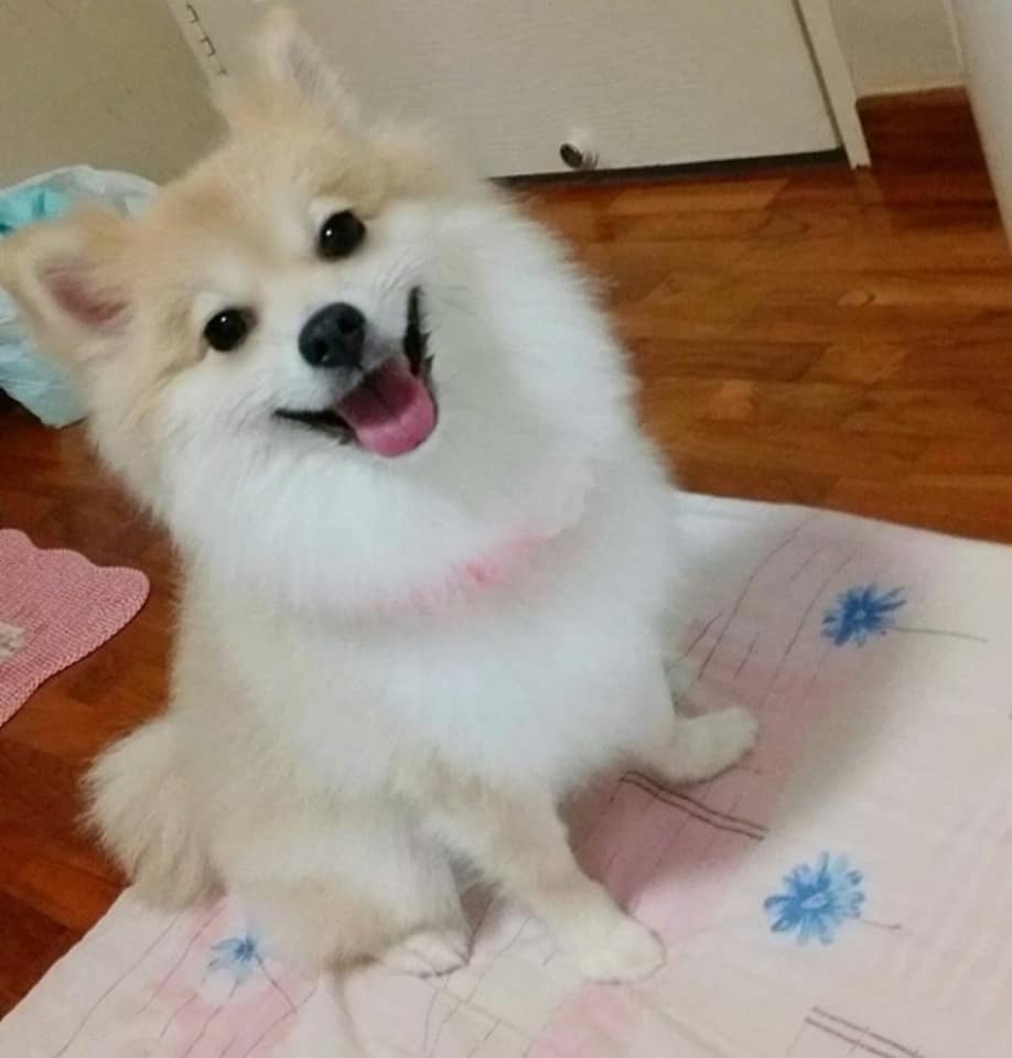シンガポール 犬 トリミング