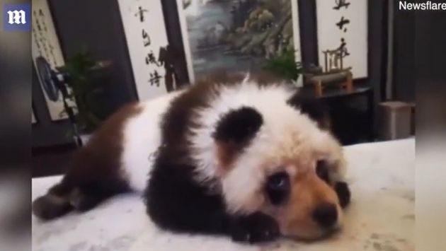 中国　犬　パンダに関連した画像-04