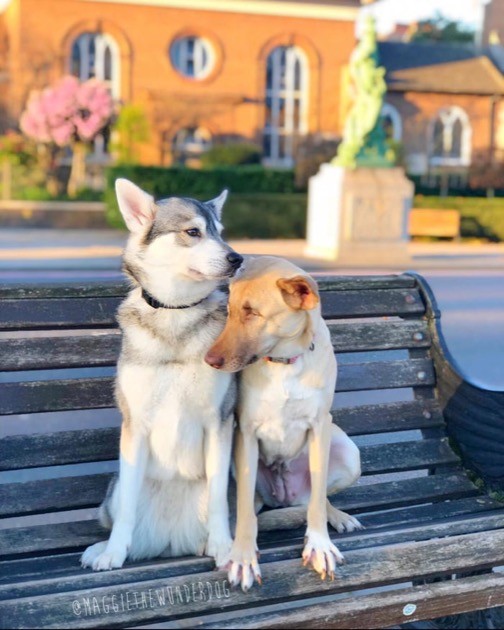 犬のマギーちゃんに関連した画像-04