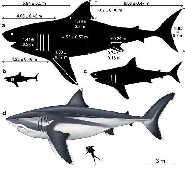メガロドン　サメ　古代生物