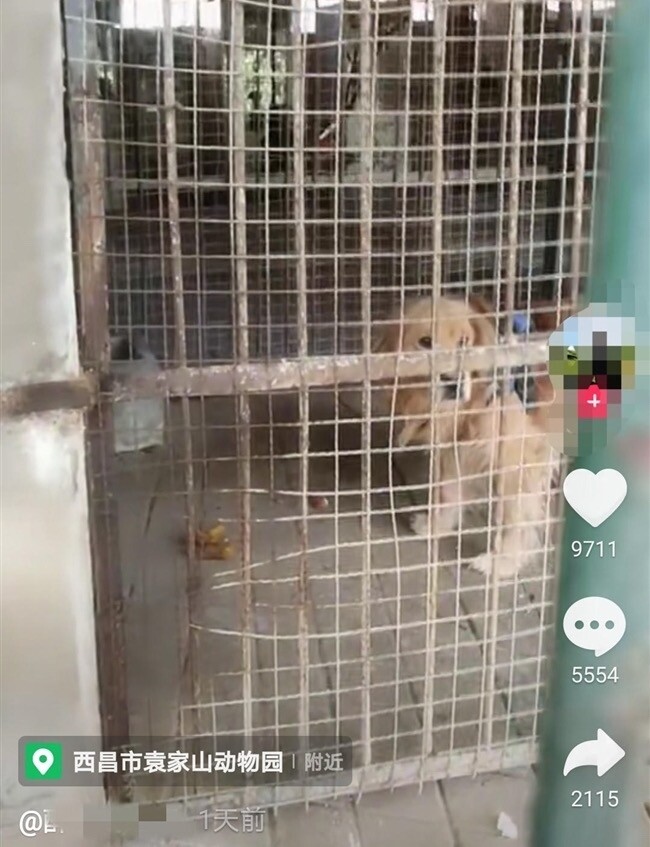 中国 動物園 ライオン ゴールデンレトリバー 犬