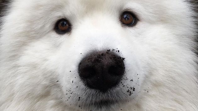 泥遊びしてきた真っ白な犬に関連した画像-01