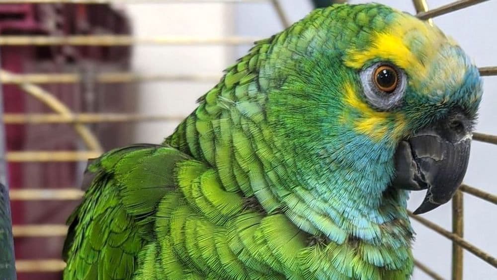 イギリス インコ デブに関連した画像-01