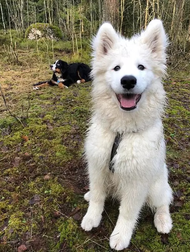 泥遊びしてきた真っ白な犬に関連した画像-02