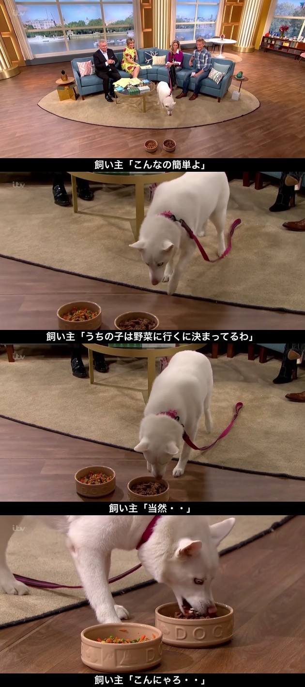 肉を食べない菜食主義の犬に関連した画像-02