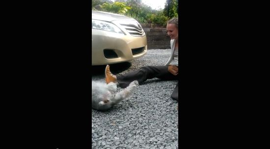 2年ぶりに家族と再会した犬が嬉しさのあまり気絶に関連した画像-05