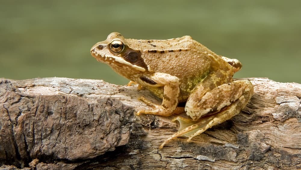 死んだふり カエル ヨーロッパアカガエル