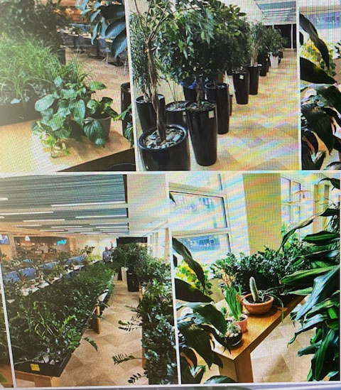 観葉植物 イギリス