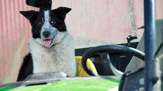 牧羊犬がトラクターを運転し、高速道路が交通渋滞に関連した画像-01