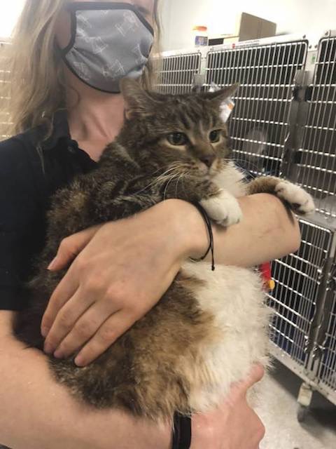 ラザニア デブ猫 ネコ アメリカ