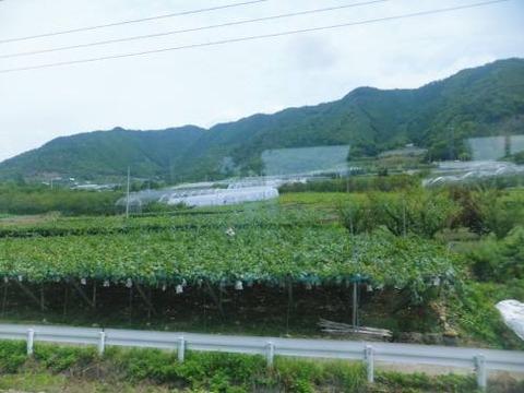 yamanashi20130810