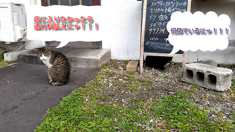 n0cWFTYr1bZhBd01699265411_1699265726