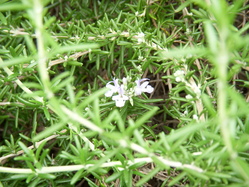 ローズマリー081111 002