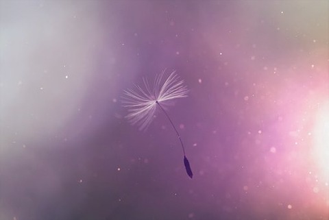 dandelion-4186350__340