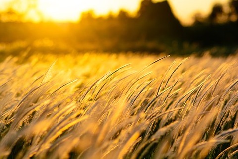nature-4055210__340