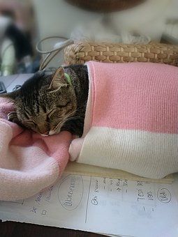 cat-3864573__340
