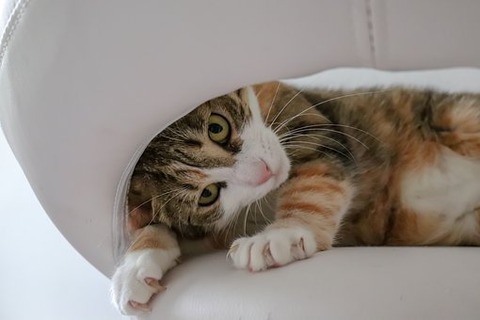 cat-4224705__340
