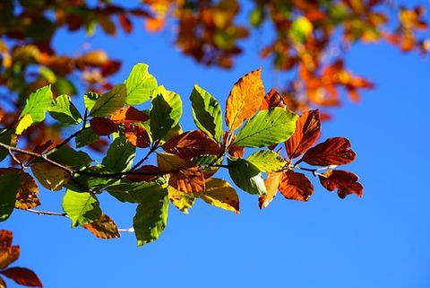 fall-foliage-2822593__340
