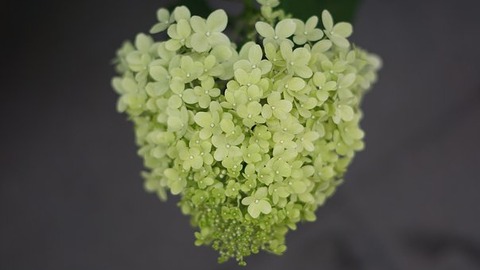 hydrangea-flowers-4369187__340