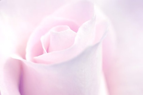 rose-2629518__340