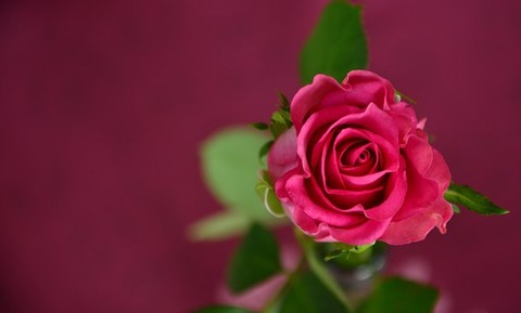 rose-693152__340