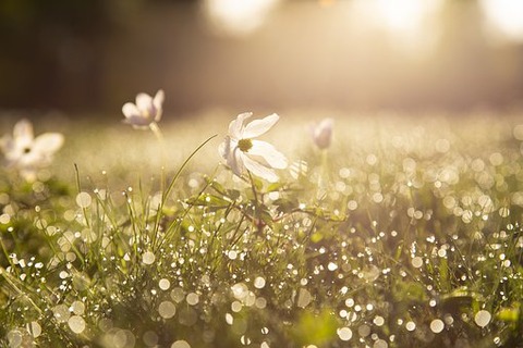 morning-4284120__340