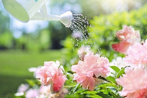 watering-2389940__340