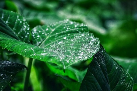 dew-4259321__340