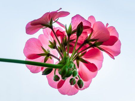 pink-flower-3892643__340