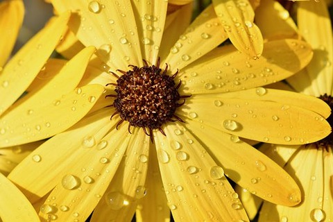 flower-4217683__340