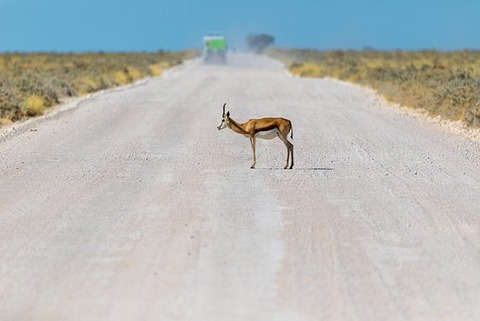 springbok-3758359__340